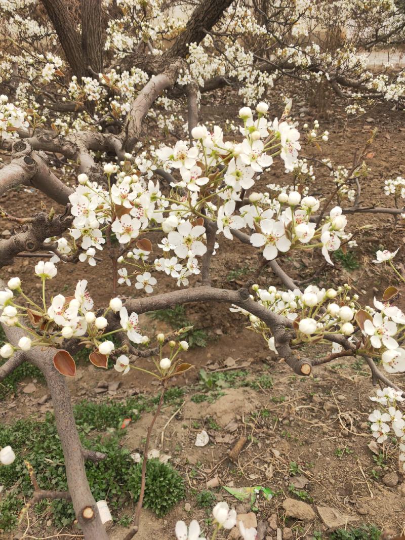 库尔勒香梨授粉，鸭梨花粉雪花梨花粉发芽率高代收代加工量大