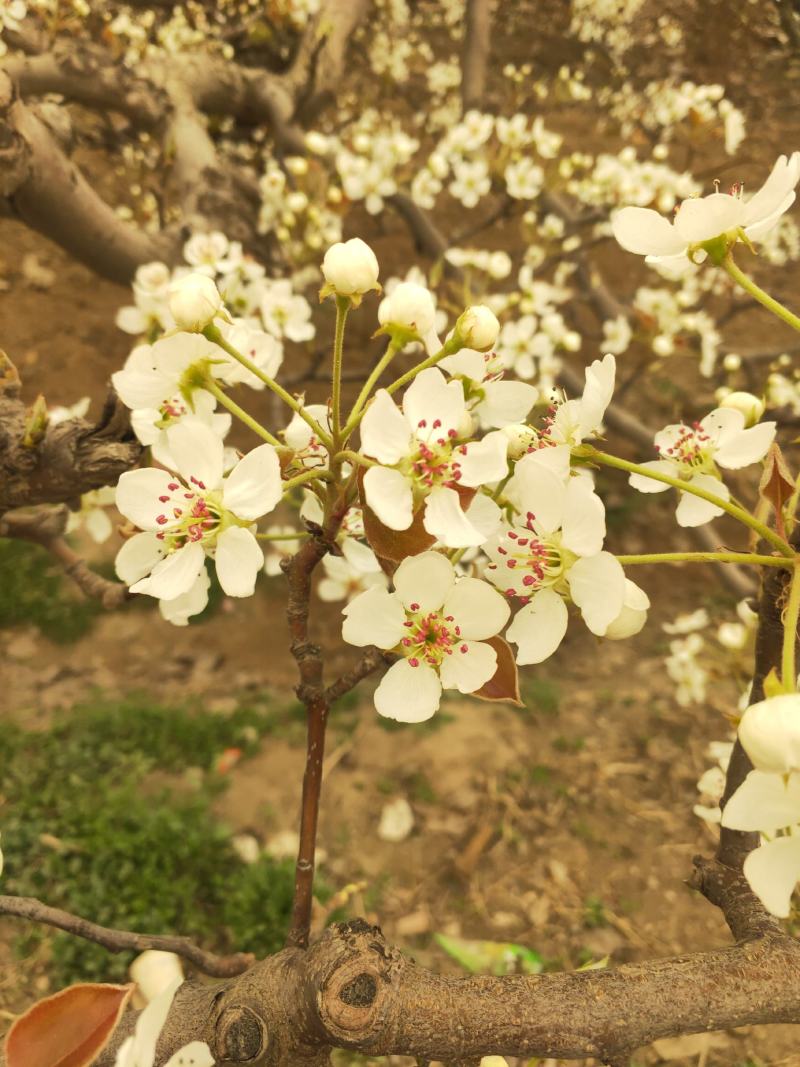 库尔勒香梨授粉，鸭梨花粉雪花梨花粉发芽率高代收代加工量大