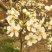 库尔勒香梨授粉，鸭梨花粉雪花梨花粉发芽率高代收代加工量大