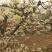库尔勒香梨授粉，鸭梨花粉雪花梨花粉发芽率高代收代加工量大