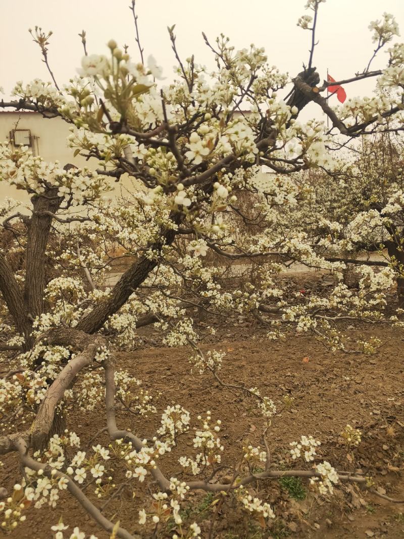 库尔勒香梨授粉，鸭梨花粉雪花梨花粉发芽率高代收代加工量大