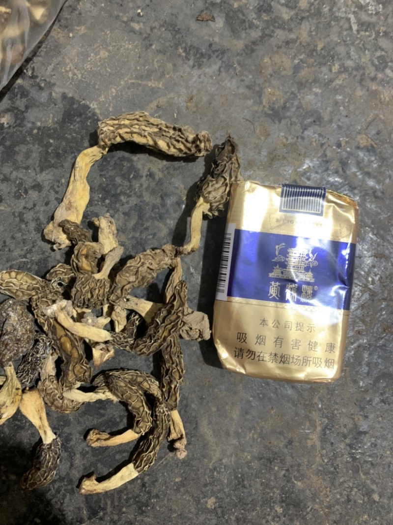 湖北恩施野生羊肚菌