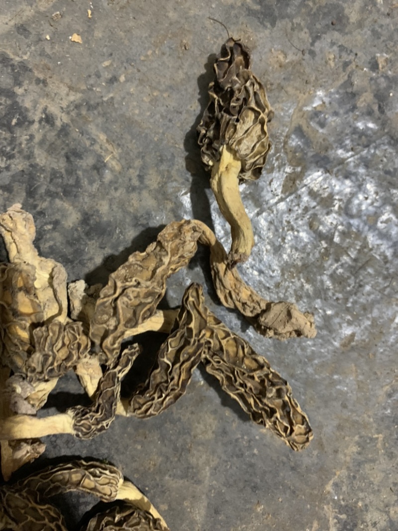 湖北恩施野生羊肚菌