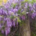 紫藤多花紫藤爬藤植物庭院围墙盆栽地栽藤蔓紫藤萝四季花