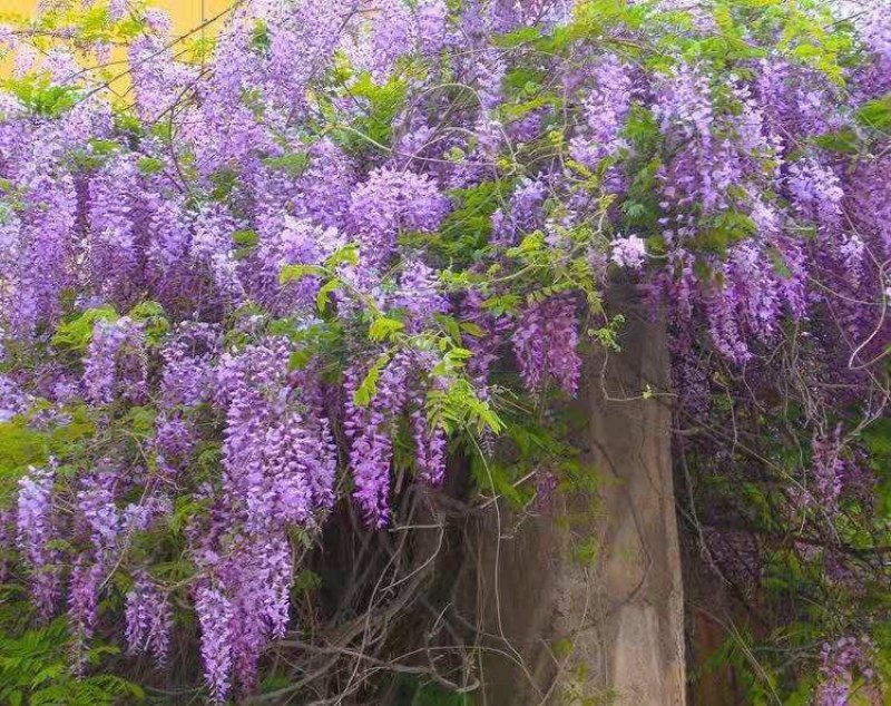 紫藤多花紫藤爬藤植物庭院围墙盆栽地栽藤蔓紫藤萝四季花