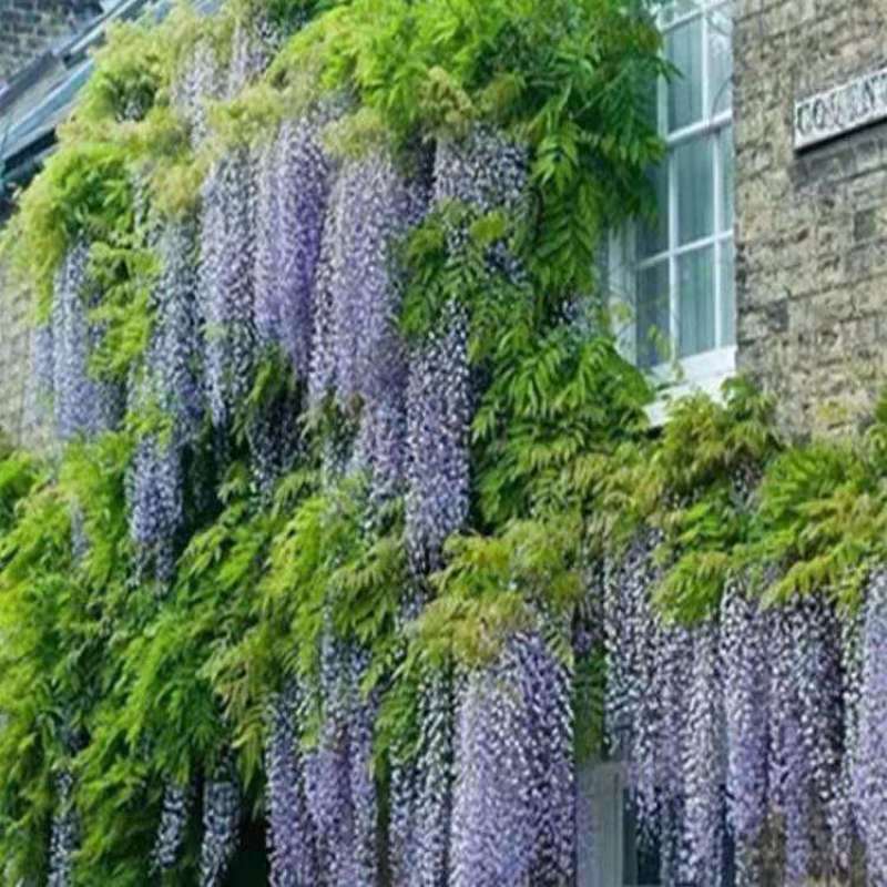 紫藤多花紫藤爬藤植物庭院围墙盆栽地栽藤蔓紫藤萝四季花