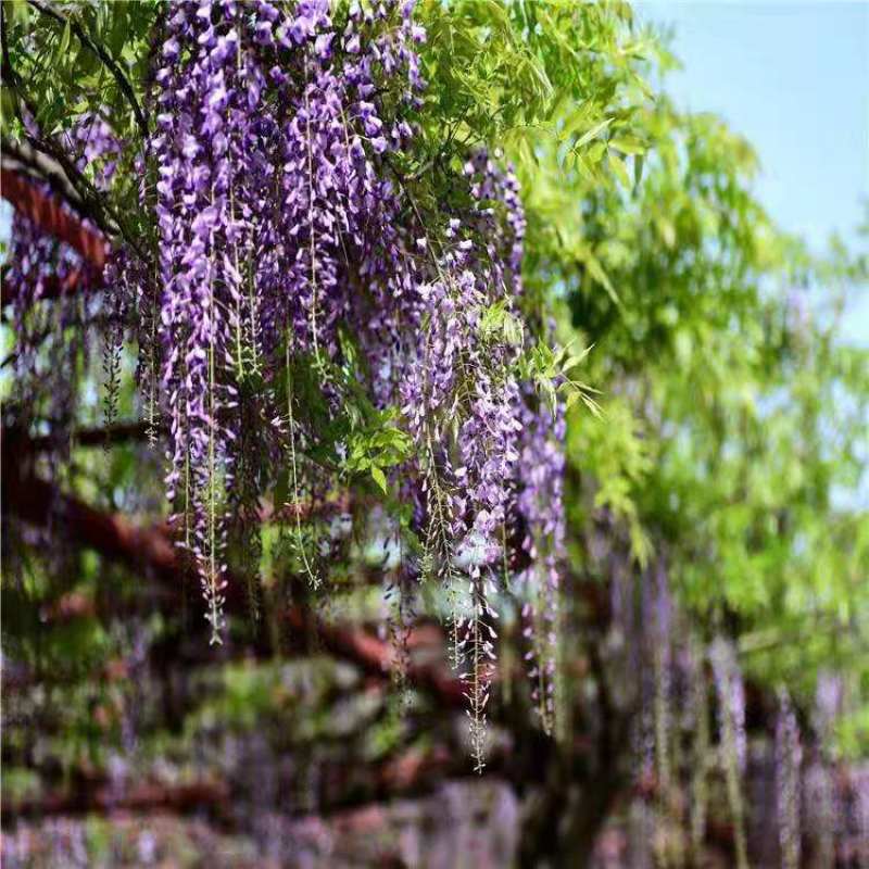 紫藤多花紫藤爬藤植物庭院围墙盆栽地栽藤蔓紫藤萝四季花