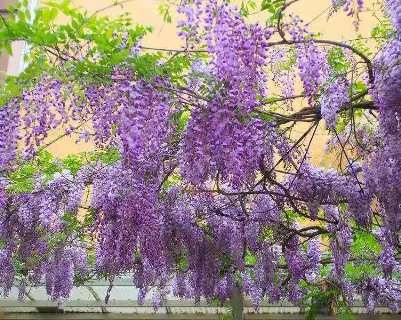 紫藤多花紫藤爬藤植物庭院围墙盆栽地栽藤蔓紫藤萝四季花
