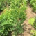 紫藤多花紫藤爬藤植物庭院围墙盆栽地栽藤蔓紫藤萝四季花