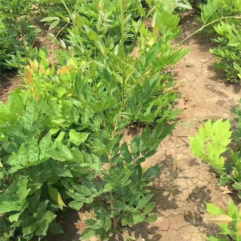 紫藤多花紫藤爬藤植物庭院围墙盆栽地栽藤蔓紫藤萝四季花