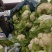 精品白花菜，质量好，乳白，越冬二百四十天里，