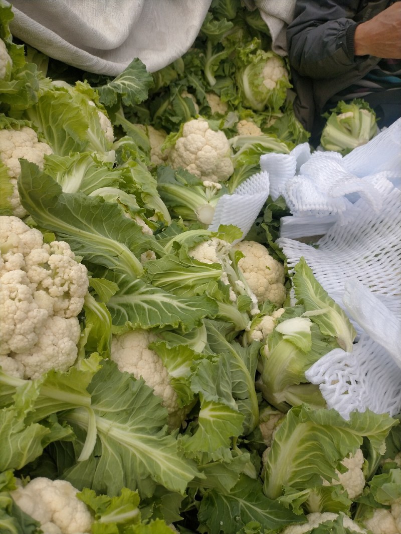 精品白花菜，质量好，乳白，越冬二百四十天里，