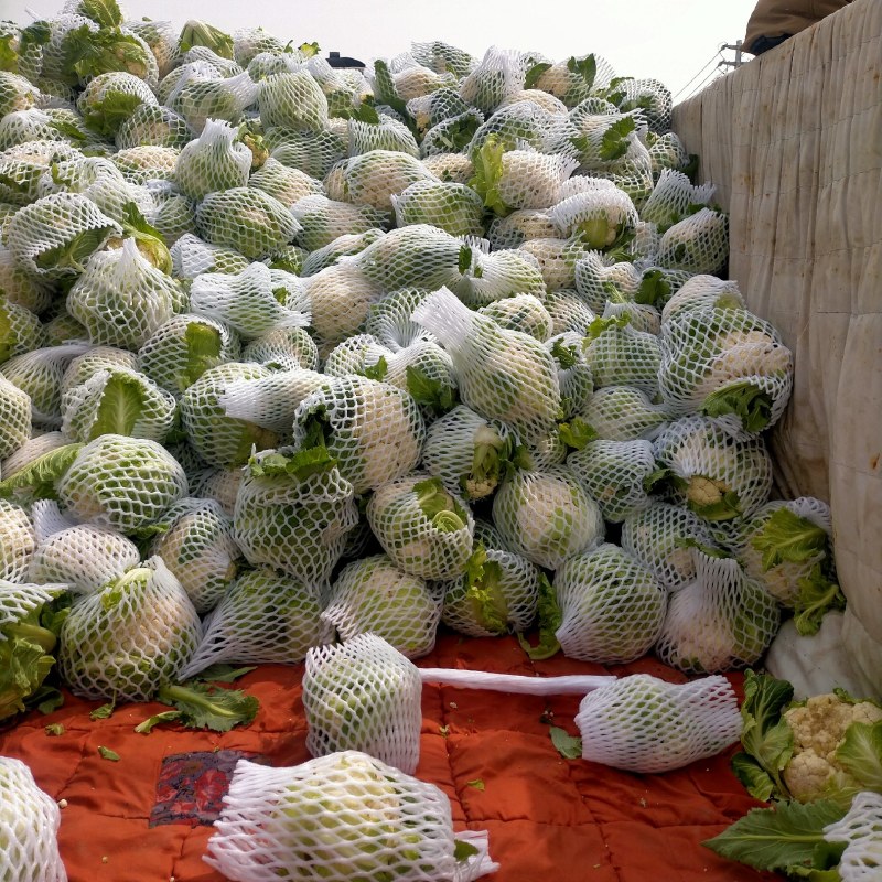 精品白花菜，质量好，乳白，越冬二百四十天里，