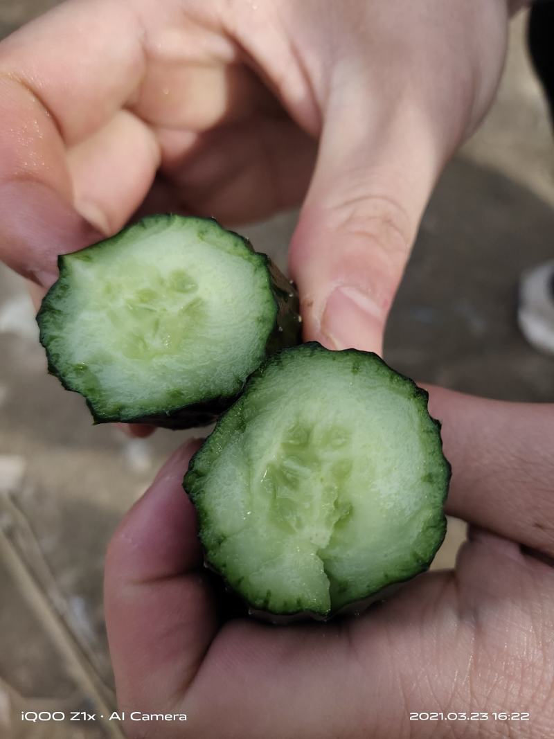 夏邑黄瓜上市了，密刺黄瓜，对接各大商超，菜市场