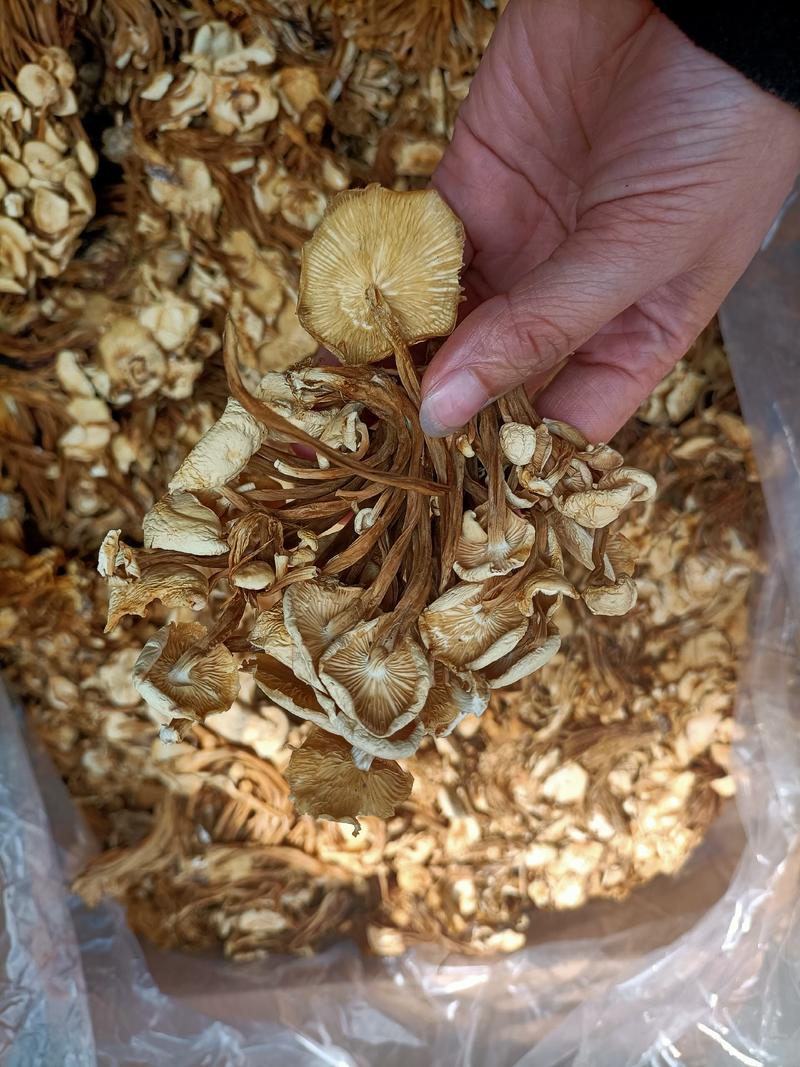 金针菇茶树菇一件30斤40斤跑江湖地摊热卖产品