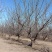 山杏山杏树价格地径3-25公分山杏树根据用量报上车价