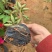 三角梅苗基地直供多年的种植经验售后有保障成活率高