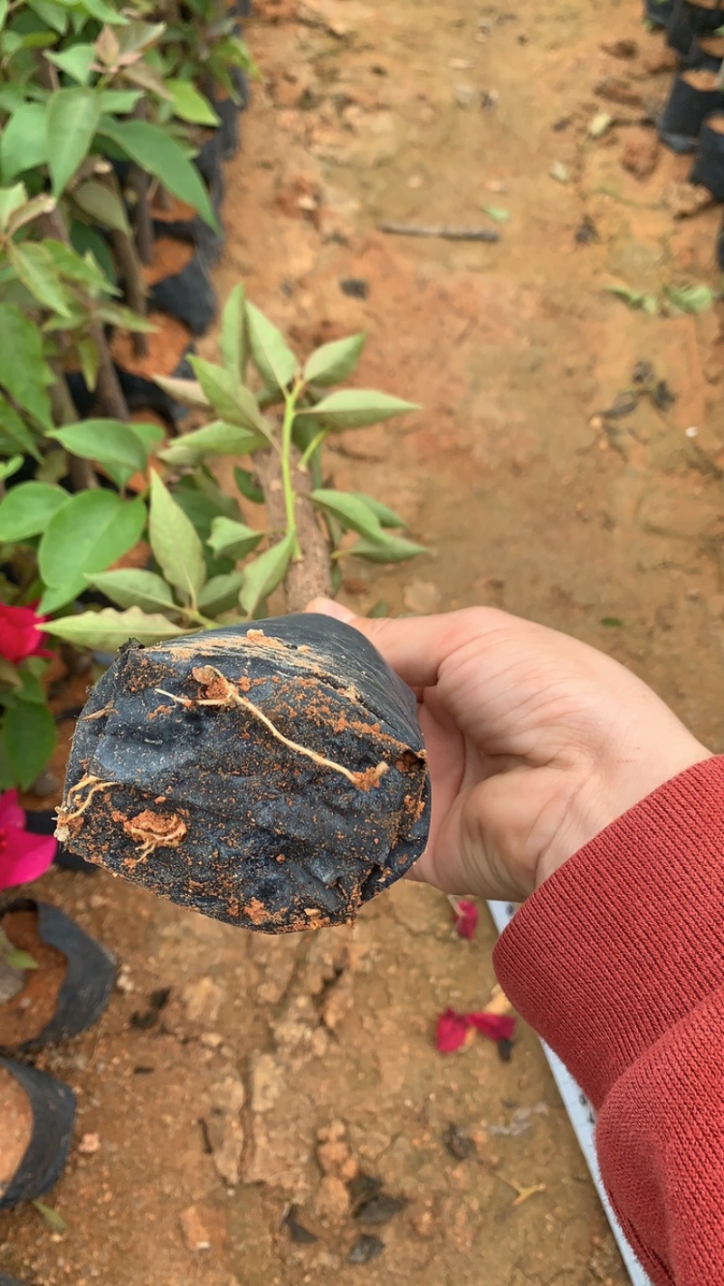 三角梅苗基地直供多年的种植经验售后有保障成活率高