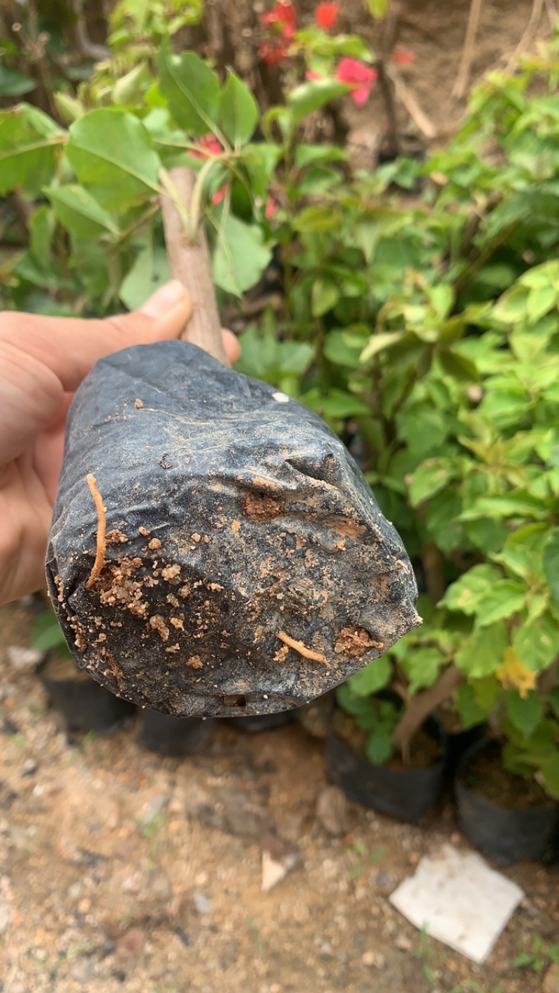 三角梅苗基地直供多年的种植经验售后有保障成活率高