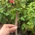三角梅苗基地直供多年的种植经验售后有保障成活率高
