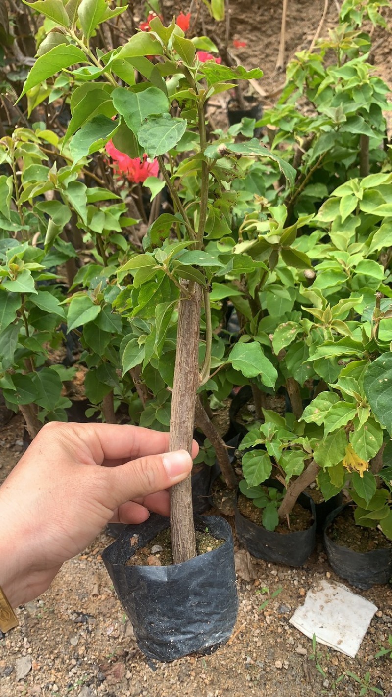 三角梅苗基地直供多年的种植经验售后有保障成活率高