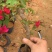 三角梅苗基地直供多年的种植经验售后有保障成活率高