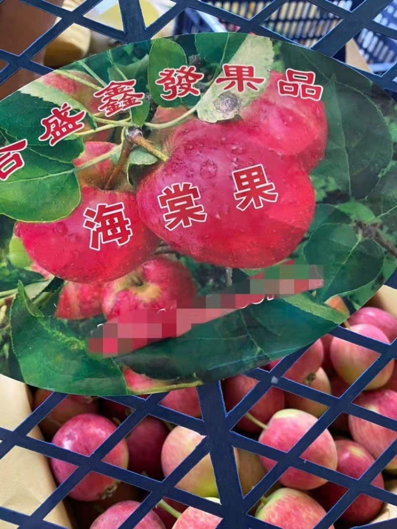 K9苹果香果早上市货真价实诚信第一小苹果