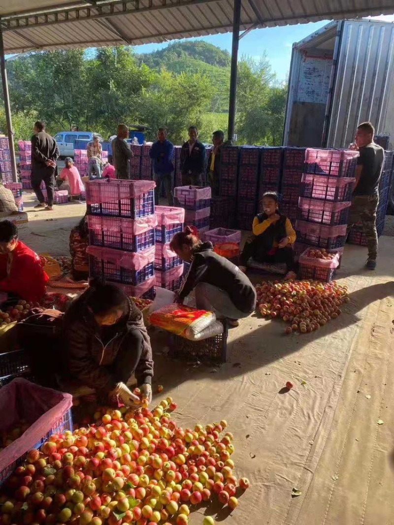 123苹果上市早口感甜专业一手货源！！精品货