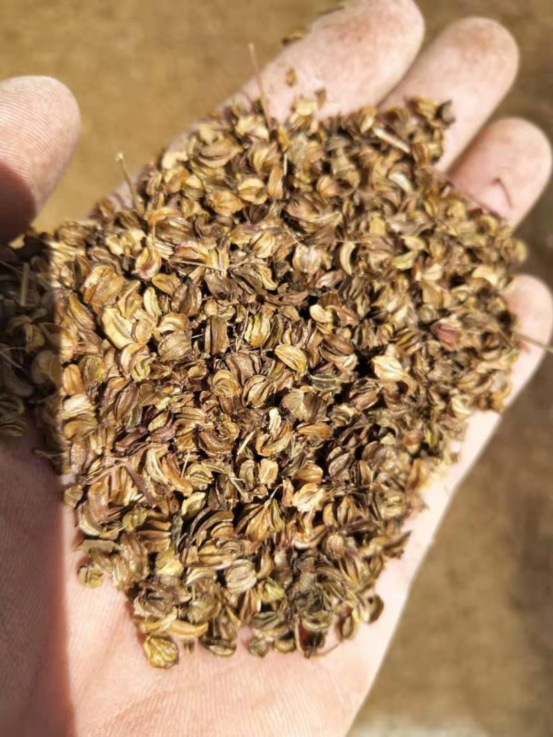 纯新羌活籽，出苗率80%以上
