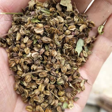 纯新羌活籽，出苗率80%以上