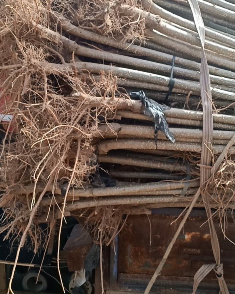 107速生杨树苗，苗木基地农户种植，无病虫害，量大优惠
