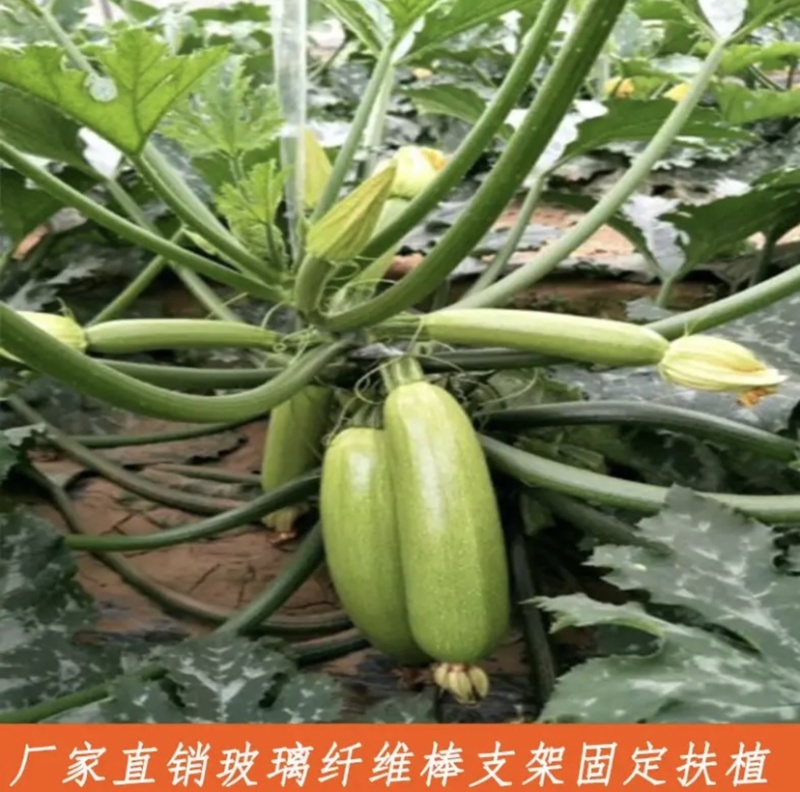 支架苹果苗果苗幼苗金钱树百合植物玻璃纤维支架玻璃纤维棒