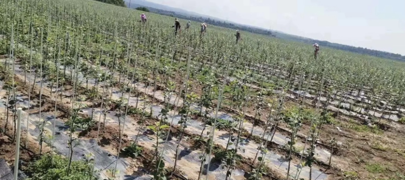 支架苹果苗果苗幼苗金钱树百合植物玻璃纤维支架玻璃纤维棒