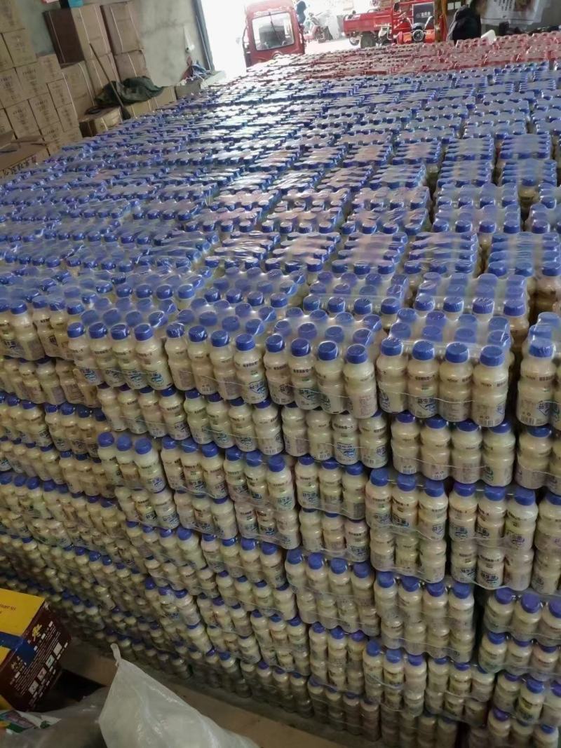 达利园乳酸菌饮料山东达利园加冠益生菌跑江湖厂家批发