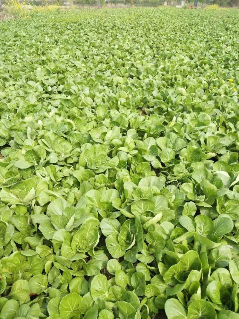 湖北汉川精品白菜苔最后一批迟菜苔