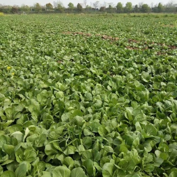 湖北汉川精品白菜苔最后一批迟菜苔