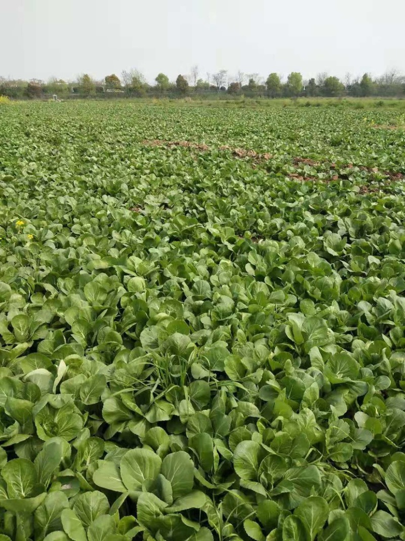 湖北汉川精品白菜苔最后一批迟菜苔