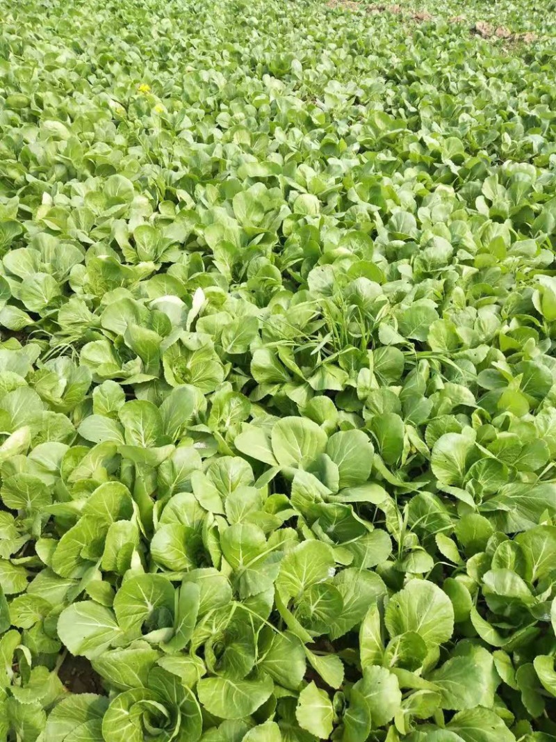 湖北汉川精品白菜苔最后一批迟菜苔