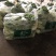 湖北汉川精品白菜苔最后一批迟菜苔