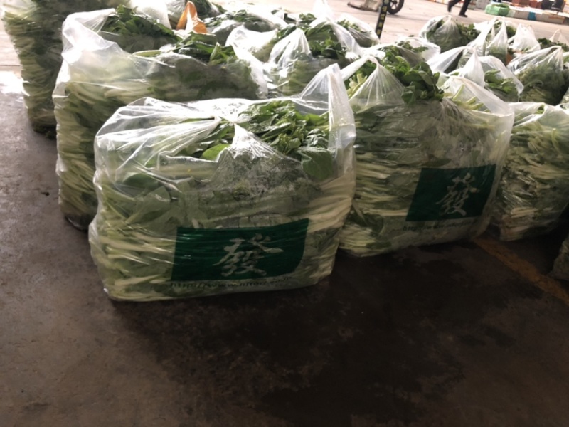 湖北汉川精品白菜苔最后一批迟菜苔