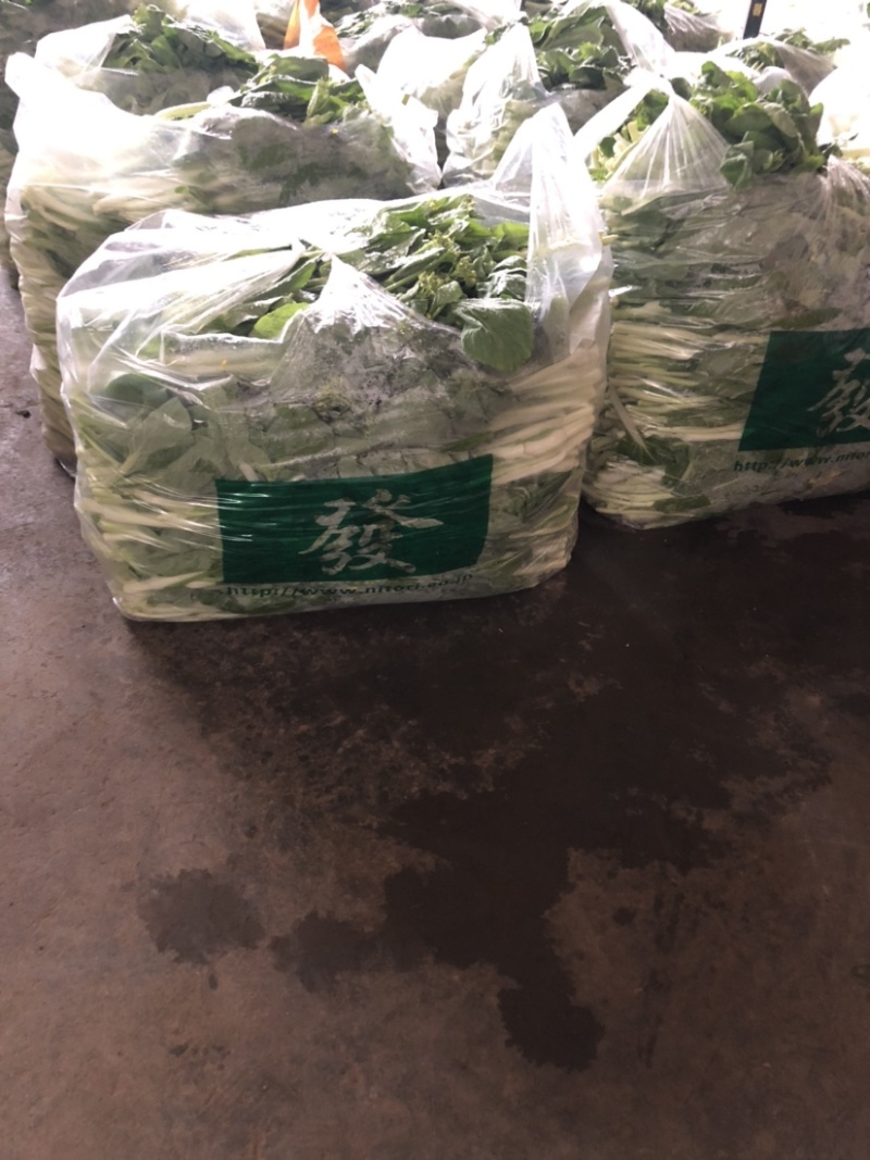 湖北汉川精品白菜苔最后一批迟菜苔