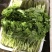 湖北汉川精品白菜苔最后一批迟菜苔
