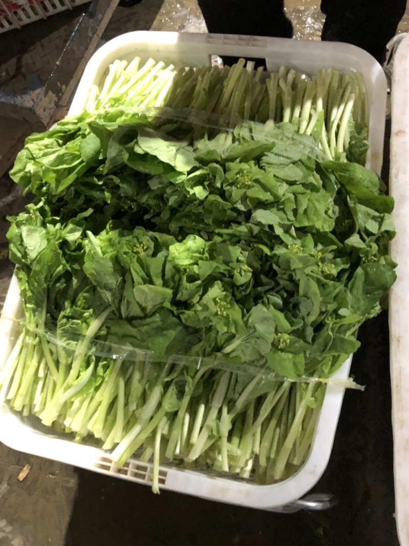 湖北汉川精品白菜苔最后一批迟菜苔