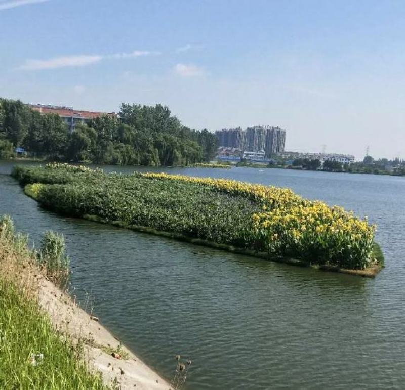 水生植物精品水上浮岛