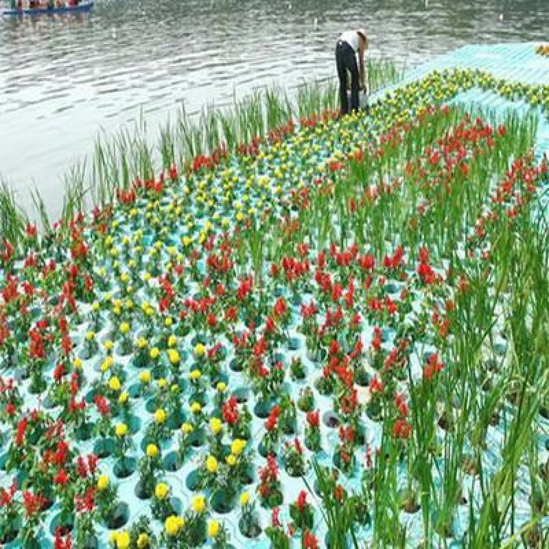 水生植物精品水上浮岛