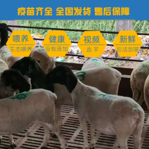 黑头杜泊种羊、杜寒杂交羊，免技术服务免费提供运输