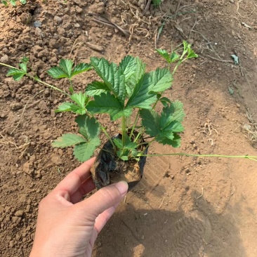 委陵菜，矮陵菜矮零菜五叶委陵菜，三叶委陵菜