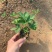 委陵菜，矮陵菜矮零菜五叶委陵菜，三叶委陵菜
