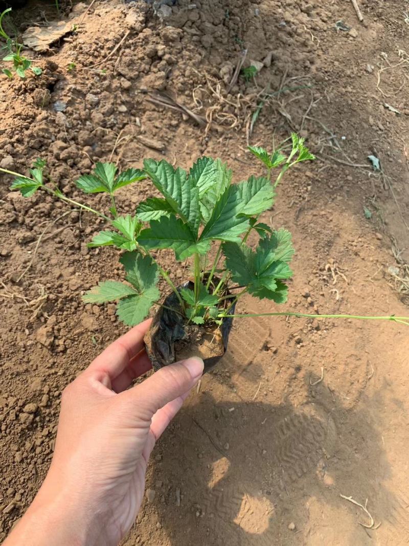 委陵菜，矮陵菜矮零菜五叶委陵菜，三叶委陵菜