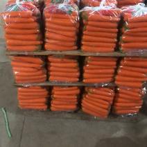 优质福建316胡萝卜品质保证产地直发可视频欢迎咨询
